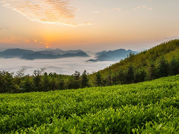 益陽(yáng)安化?天下茶道、云臺(tái)山、茶香花海2日游