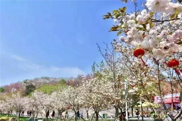 長(zhǎng)沙潯龍河櫻花谷、田漢文化園一日游