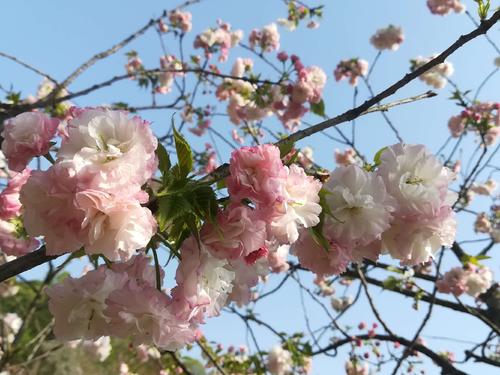 長(zhǎng)沙潯龍河櫻花谷、田漢文化園一日游