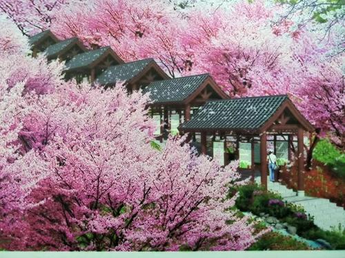 長(zhǎng)沙潯龍河櫻花谷、田漢文化園一日游